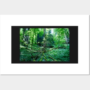 Urwald Schweiz / Swiss Artwork Photography Posters and Art